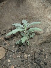 Artemisia douglasiana Fire recovery